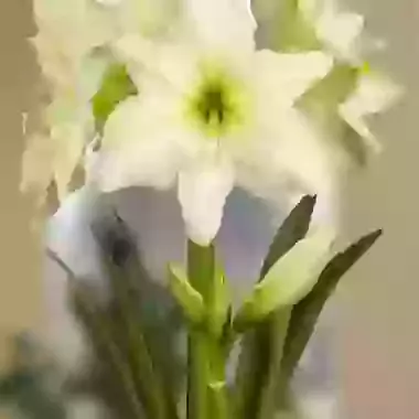 Lemon Star